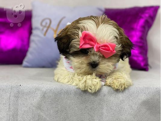Shih Tzu κουτάβια